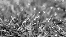 Утренняя роса. Фото Михаила ПЕРМИНА 