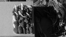 Вот этот лоток сморчков на площади Маркса сегодня утром продавали за 100 рублей