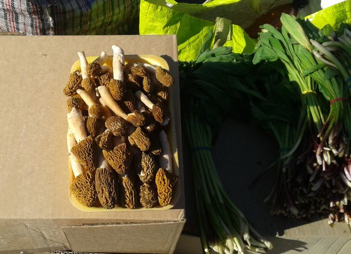 Вот этот лоток сморчков на площади Маркса сегодня утром продавали за 100 рублей