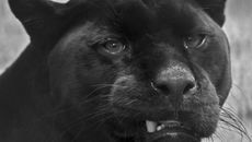 Фото самки ягуара предоставлено Новосибирским зоопарком 