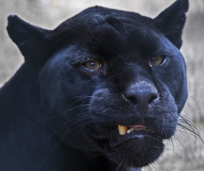 Фото самки ягуара предоставлено Новосибирским зоопарком 