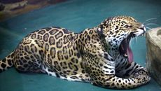 Фото из архива "Советской Сибири"