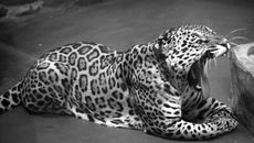 Фото из архива "Советской Сибири"