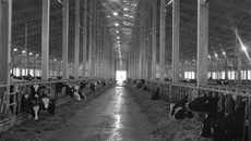 Современный животноводческий корпус — светлый, чистый и... уютный. Фото автора и из архива ООО «КФХ «Русское поле»