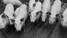 Экспорт продовольственных товаров увеличивается год от года. Фото Аркадия УВАРОВА