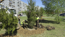 В Линёво должно быть зелено и красиво — это один из пяти шагов по благоустройству моногорода. 