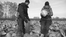 Завершается и уборка овощей. В Ордынском районе «Советской Сибири» продемонстрировали богатый урожай капусты. Фото Аркадия УВАРОВА