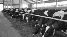 Фото с сайта ekoniva-apk.ru