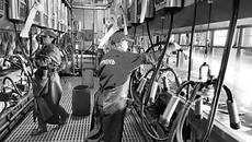 В сутки предприятие производит 95 тонн натурального молока
