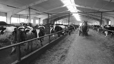 «В основном у нас коровы черно-пестрой породы, но мы улучшаем ее при помощи голштинской». Фото Аркадия УВАРОВА