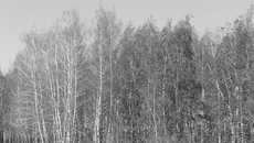 Лес поражен полосами: шелкопряд объел березовые рощицы, рядом шумят листвой тополя. Фото Юлии НАЗАРЕНКО