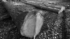 Фото Аркадия УВАРОВА