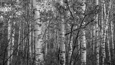 Фото Виктора Боровских