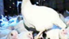 008-06.jpg