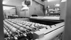 Фото из архива ИД «Советская Сибирь»