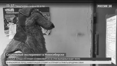 Кадр из репортажа Вести 24