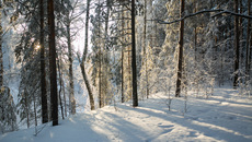 Фото Алексея ТАНЮШИНА