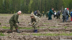 Ежегодно в Новосибирской области высаживают молодую поросль. Фото из архива ИД «Советская Сибирь»