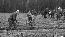 Ежегодно в Новосибирской области высаживают молодую поросль. Фото из архива ИД «Советская Сибирь»