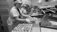 По-прежнему востребованы инженеры, менеджеры, учителя, бухгалтеры, воспитатели, врачи, подсобные рабочие, слесари, швеи, токари, а также работники сельского хозяйства — например, трактористы и овощеводы. 62 процента всех вакансий — по рабочим профессиям. Фото из архива ИД «Советская Сибирь»