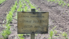 В Бердском лесхозе в этом году посеяны семена сосны обыкновенной, сосны сибирской кедровой, лиственницы и ели сибирской на общей площади 0,2 гектара. В основном за всходами ухаживают вручную — пропалывают, мульчируют и поливают