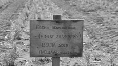 В Бердском лесхозе в этом году посеяны семена сосны обыкновенной, сосны сибирской кедровой, лиственницы и ели сибирской на общей площади 0,2 гектара. В основном за всходами ухаживают вручную — пропалывают, мульчируют и поливают