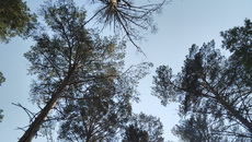 Фото с сайта prirodoohrana.com