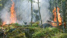 Леса горят в основном по вине человека. Фото с сайта pixabay.com