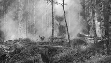 Леса горят в основном по вине человека. Фото с сайта pixabay.com