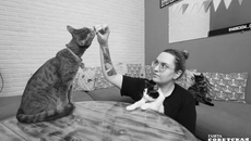 В котокафе приходят, чтобы посидеть рядом с мурлыками и, если они позволят, погладить. Фото Алексея ТАНЮШИНА