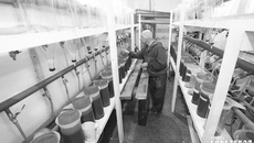 Под микроскопом можно хорошо рассмотреть, как выклевываются личинки. Только в один сосуд для инкубирования помещается миллион икринок. В искусственно созданных условиях каждая станет мальком. Фото: Алексей ТАНЮШИН