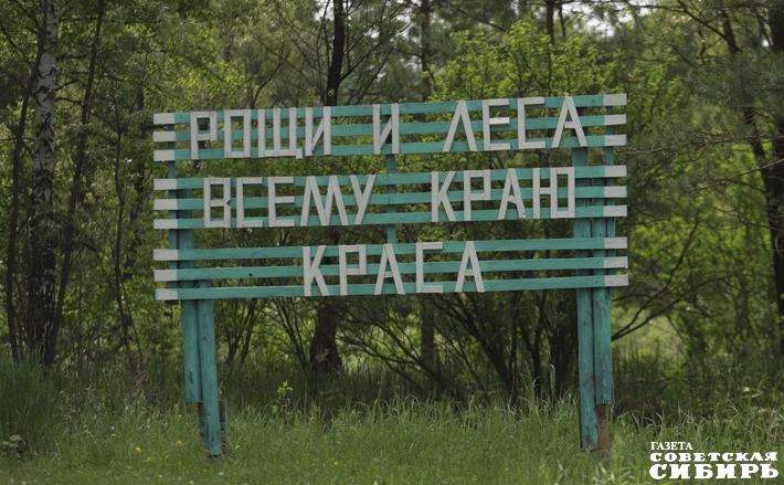 В Новосибирской области доля сосновых лесов не превышает одного процента. Фото: Алексей ТанюшиН