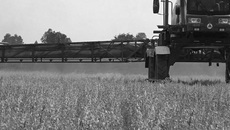 На портале agroserver.ru цена на лен масличный
составляет до 56 950 рублей за тонну и 60 рублей за килограмм. Фото: pixabay.com
