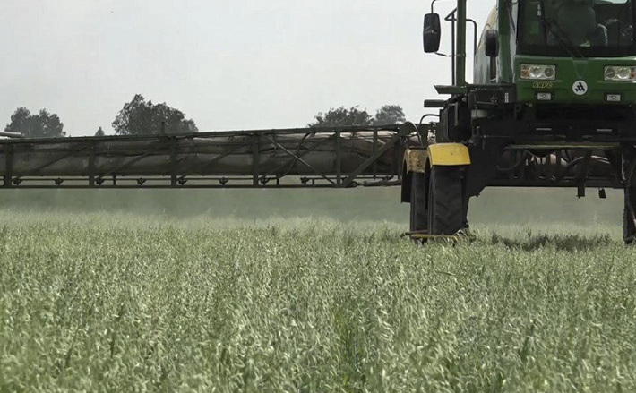 На портале agroserver.ru цена на лен масличный
составляет до 56 950 руб­лей за тонну и 60 рублей за килограмм. Фото: pixabay.com