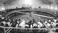 Благодаря участию в нацпроекте «Производительность труда» надои у «Сибирской Нивы» выросли на десять процентов. Фото: архив ИД «Советская Сибирь»