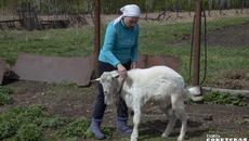 Козье молоко считается очень полезным, но купить его можно не везде и не всегда. Овец и коз в регионе в январе 2021 года насчитывалось всего 199,1 тыс. голов, это больше, чем в 2020-м на 10,5 процента. Поголовье растет в крупных хозяйствах, а вот у фермеров к разведению рогатой «мелочи» интерес снизился: там поголовье упало на 33 процента. Фото: архив ИД «Cоветская Cибирь»