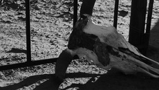 Увы, до сих пор не везде развита цивилизованная утилизация биологических отходов. Если вы обнаружили на вашем участке такое «стихийное захоронение», оно вне закона, вам следует сообщить об этом в органы местного самоуправления. Фото: www.pexels.com/@rachel-claire