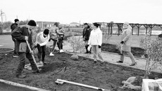 Специалисты районной администрации и их коллеги из других районных учреждений высадили на берегах озера Банное более 300 саженцев. Фото: adm-karasuk.nso.ru