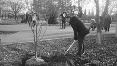 Глава областного минЖКХ Денис Архипов лично принял участие в посадке деревьев в городском парке Бердска. Фото: berdsk.nso.ru