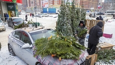 Симпатичную пихту на елочных базарах Новосибирска можно было купить в среднем за три — пять тысяч рублей, пучок веток отдавали за 200 рублей. Фото: Андрей Заржецкий