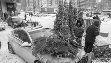 Симпатичную пихту на елочных базарах Новосибирска можно было купить в среднем за три — пять тысяч рублей, пучок веток отдавали за 200 рублей. Фото: Андрей Заржецкий