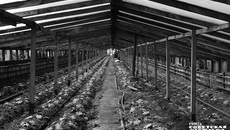 Фото: архив ИД «Советская Сибирь»