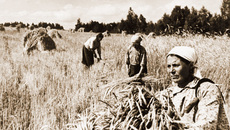 Если говорить о хлебозакупках, то сельхозартель «Красное знамя» продала государству 300 пудов зерна излишков.
