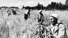 Если говорить о хлебозакупках, то сельхозартель «Красное знамя» продала государству 300 пудов зерна излишков.