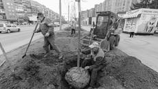 Акция «Сад памяти» не единственная возможность и повод озеленить мегаполис. В начале мая Вокзальную магистраль украсили молодые липы, их высадку проводили уже не инициативные и неравнодушные горожане, а те муниципальные службы, которым положено этим заниматься. Фото: Густаво Зырянов