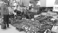 На ярмарке «Чулымская карусель» можно было приобрести саженцы, рассаду, семена, луковицы — словом, все, что необходимо садоводу и огороднику. Фото: chulym.nso.ru