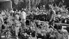 На один день центральная улица рабочего поселка Краснообск превратилась в цветущий сад. Фото: minrpp.nso.ru