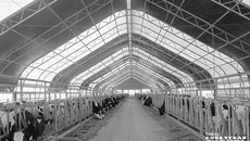 Все коровы в «Ярковском», а их больше тысячи, чипированы, данные о них занесены в компьютер, на который умная аппаратура сразу же подает сигнал, если кто-то из животных заболеет. Фото: архив ИД «советская Сибирь»
