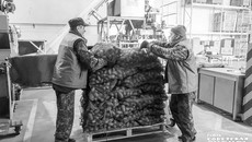 В ближайшие годы господдержка овощеводства в открытом грунте будет увеличена. Больше станет и овощехранилищ. Фото: Андрей Заржецкий