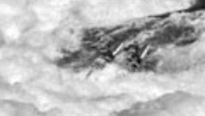 068-55.jpg